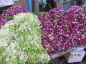 le 09-12 IMG_5298
